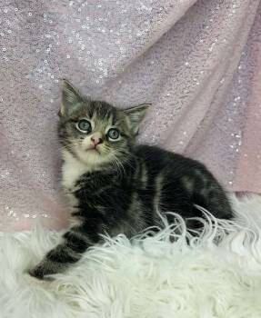 Rescue Domestic Short Hair Cats for Adoption in Clarkesville, Georgia - Azalea | PetCurious