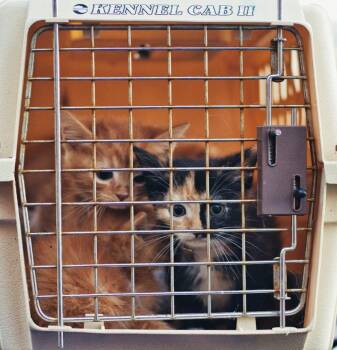 Calico and Domestic Short Hair Cats Available for Adoption - Vaporeon | PetCurious