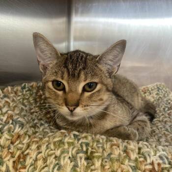 Kawasaki -  Domestic Short Hair Cat for Adoption in Birmingham, Alabama - Kawasaki | PetCurious