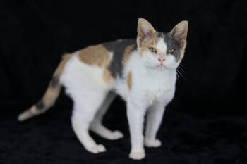 Rescue Domestic Short Hair Cats for Adoption in Lewisburg, Tennessee - Hashbrown | PetCurious