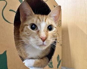 Domestic Medium Hair Cats Available for Adoption in Brentwood, Missouri - BOYER | PetCurious