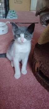 Chrissy 5154 -  Domestic Short Hair Cat for Adoption in Bonsall, California - Chrissy 5154 | PetCurious