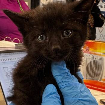 Domestic Short Hair Cats Available for Adoption in Allentown, Pennsylvania - Shakespurr | PetCurious