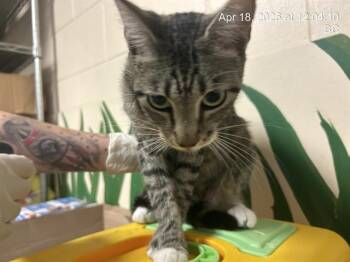 Domestic Short Hair Cats Available for Adoption in Ocala, Florida - A380569 | PetCurious