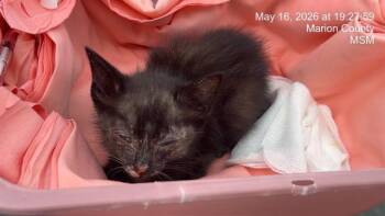 WINNIE -  Domestic Short Hair Cat for Adoption in Ocala, Florida - WINNIE | PetCurious