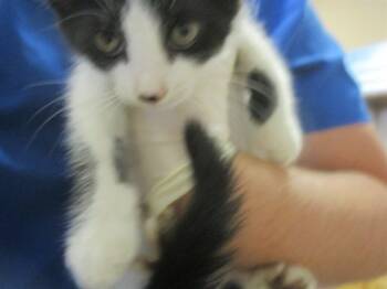 Rescue Domestic Short Hair Cats for Adoption in Ocala, Florida - HICKORY | PetCurious