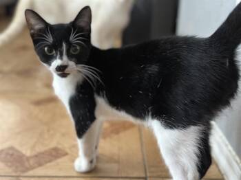 Rescue Domestic Short Hair Cats for Adoption in San Antonio, Texas - DIDI | PetCurious