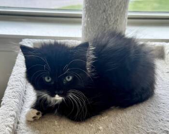 Spark -  Domestic Long Hair Cat for Adoption in Rossville, Tennessee - Spark | PetCurious