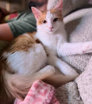 Domestic Long Hair Cats Available for Adoption in Millcreek, Utah - Hudson | PetCurious