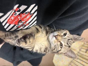 MACHU PICCHU -  Domestic Short Hair Cat for Adoption in Fort Wayne, Indiana - MACHU PICCHU | PetCurious