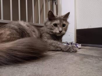 Domestic Medium Hair Cats Available for Adoption in Winthrop, Maine - Honeysuckle | PetCurious