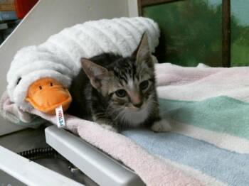 Domestic Short Hair Cats Available for Adoption in Houston, Texas - PUDDING | PetCurious