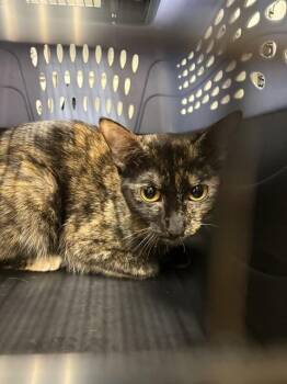 ELISE -  Domestic Short Hair Cat for Adoption in Minneapolis, Minnesota - ELISE | PetCurious