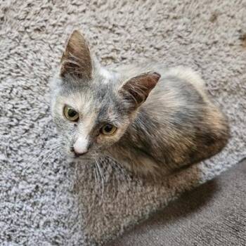 Rescue Domestic Short Hair Cats for Adoption in Medina, Ohio - Veda | PetCurious