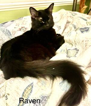 Rescue Domestic Long Hair Cats for Adoption - Rayven | PetCurious