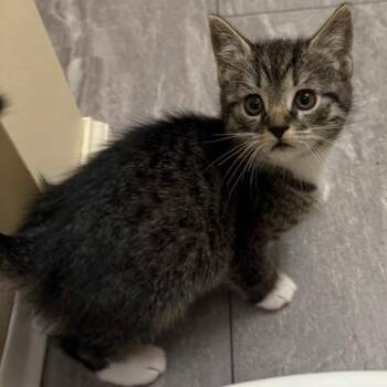 Mojito -  Domestic Short Hair Cat for Adoption in Lynchburg, Virginia - Mojito | PetCurious