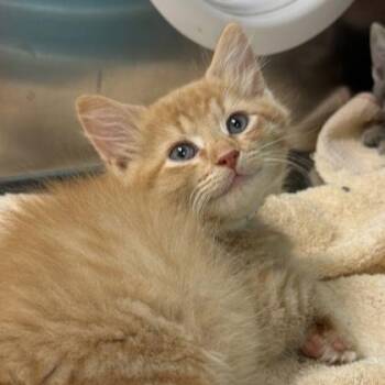 Hijinks -  Domestic Long Hair Cat for Adoption in Richmond, Virginia - Hijinks | PetCurious