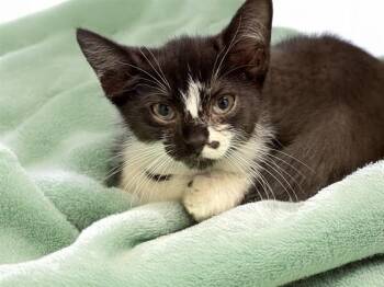 GIMLI -  Domestic Short Hair Cat for Adoption in Fort Lauderdale, Florida - GIMLI | PetCurious
