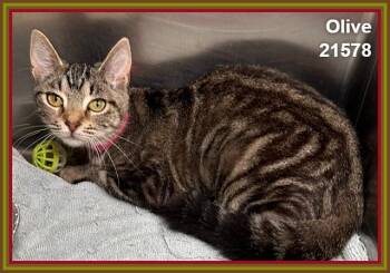 OLIVE -  Domestic Short Hair and Tabby Cat for Adoption in Marietta, Georgia - OLIVE | PetCurious