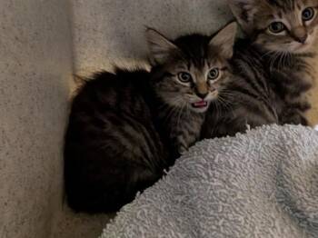 Rescue Domestic Medium Hair Cats for Adoption in Kent, Washington - MARGOT | PetCurious