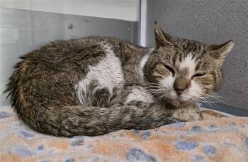 RAZZ -  Domestic Short Hair Cat for Adoption in San Antonio, Texas - RAZZ | PetCurious