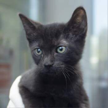Domestic Short Hair Cats Available for Adoption in Middletown, Rhode Island - Hershey | PetCurious