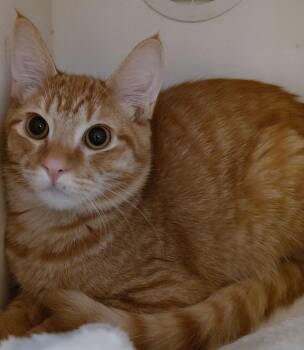Domestic Short Hair Cats Available for Adoption - Butterball | PetCurious