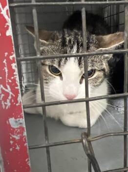 CRASH -  Domestic Short Hair Cat for Adoption in Las Vegas, Nevada - CRASH | PetCurious