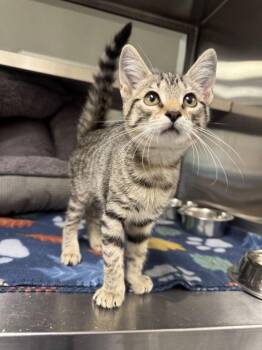 Violet -  Domestic Short Hair Cat for Adoption in Hilton Head Island, South Carolina - Violet | PetCurious