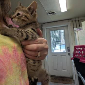 Domestic Short Hair Cats Available for Adoption in Greenville, Pennsylvania - Olivia "Livvie" | PetCurious