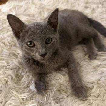 Beckett -  Russian Blue and Domestic Short Hair Cat for Adoption in Knoxville, Tennessee - Beckett | PetCurious