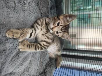 Pink Ranger -  Domestic Short Hair Cat for Adoption in Charleston, South Carolina - Pink Ranger | PetCurious