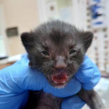 Pontoon -  Domestic Short Hair Cat for Adoption in Kanab, Utah - Pontoon | PetCurious