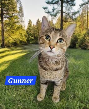 Gunner -  Domestic Short Hair Cat for Adoption in Jim Thorpe, Pennsylvania - Gunner | PetCurious