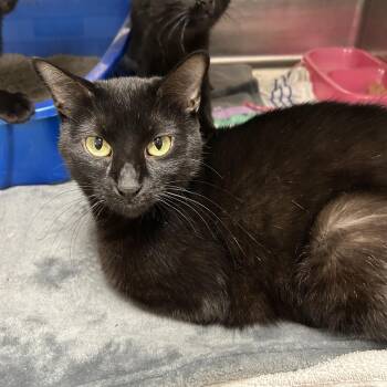 Rescue Domestic Short Hair Cats for Adoption in La Grange Park, Illinois - Earth | PetCurious