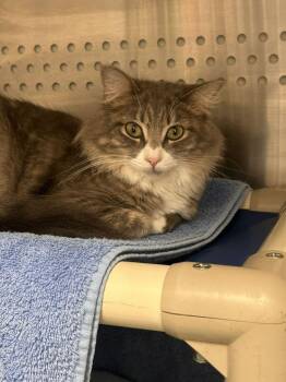 Simba -  Domestic Long Hair Cat for Adoption in Minot, North Dakota - Simba | PetCurious
