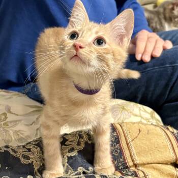 Rescue Tabby and Domestic Short Hair Cats for Adoption in Knoxville, Tennessee - Caleb | PetCurious
