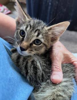 Rascal -  Domestic Short Hair Cat for Adoption in Auburn, Indiana - Rascal | PetCurious