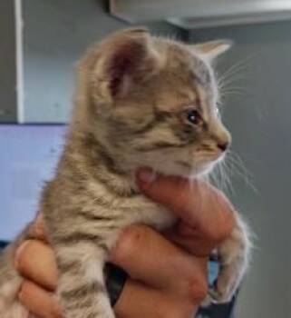 Farren -  Domestic Short Hair Cat for Adoption in West Memphis, Arkansas - Farren | PetCurious