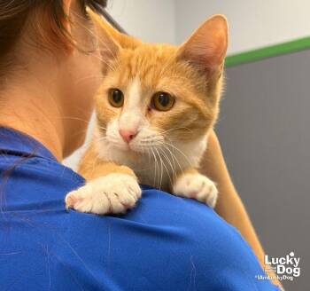 Custer -  Domestic Short Hair Cat for Adoption in Washington, District Of Columbia - Custer | PetCurious