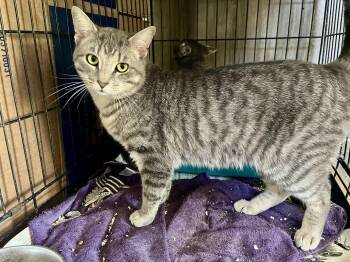 Domestic Short Hair Cats Available for Adoption in Stuart, Virginia - Mordecai | PetCurious