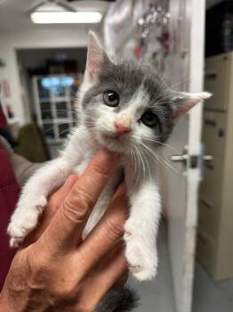 Maia -  Domestic Short Hair Cat for Adoption in Trenton, New Jersey - Maia | PetCurious