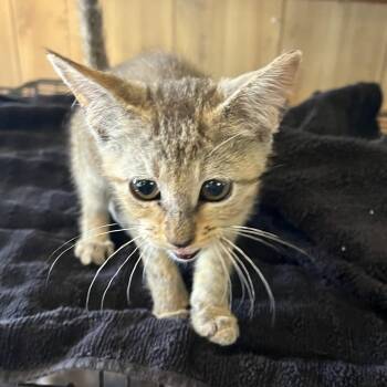 Wasabi -  Domestic Short Hair Cat for Adoption in Pittsburg, Kansas - Wasabi | PetCurious