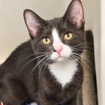 Count Chocula -  Domestic Short Hair Cat for Adoption in South Elgin, Illinois - Count Chocula | PetCurious