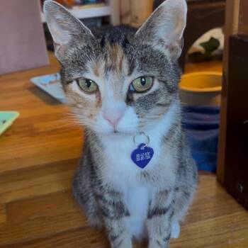 Domestic Short Hair Cats Available for Adoption in La Grange, Kentucky - Treasure | PetCurious