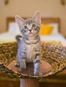 Domestic Short Hair Cats Available for Adoption in Harrison Township, New Jersey - Cornbread | PetCurious