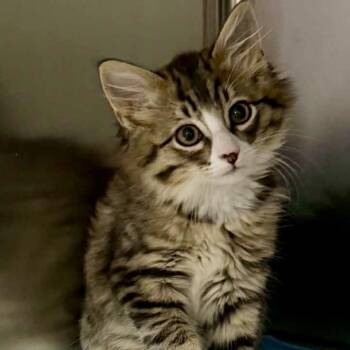 Merlin -  Domestic Medium Hair Cat for Adoption in Dysart, Iowa - Merlin | PetCurious