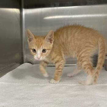 MARIGOLD -  Domestic Short Hair Cat for Adoption in Tallahassee, Florida - MARIGOLD | PetCurious