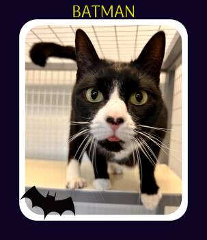 Rescue Domestic Short Hair Cats for Adoption in Providence, Rhode Island - Batman | PetCurious
