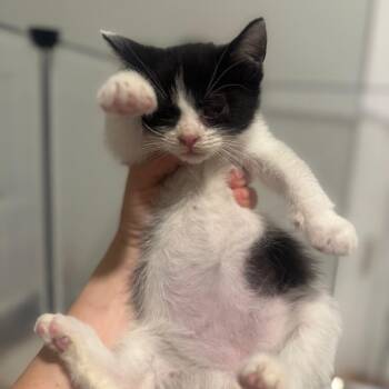 Doberman -  Domestic Short Hair Cat for Adoption in Jersey City, New Jersey - Doberman | PetCurious
